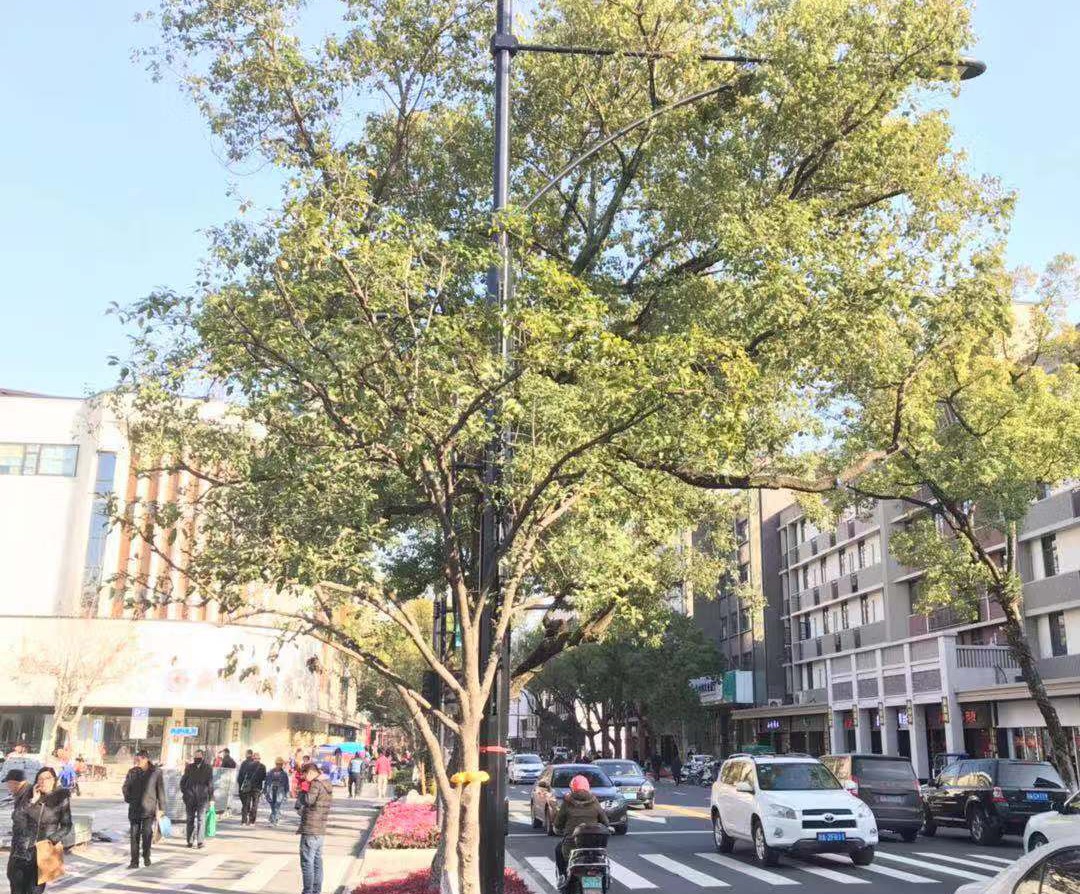杭州市富阳区桂花路智慧街区项目
